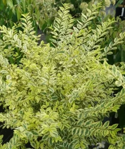 Good Vibrations Privet Live Plant – 4