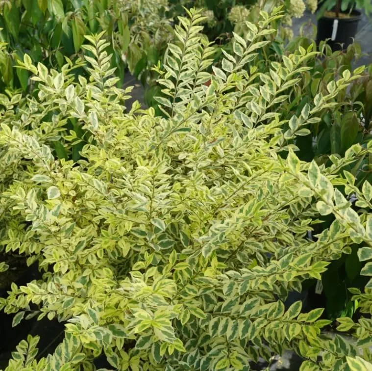 Good Vibrations Privet Live Plant – 4" Pot – Ligustrum ovalifolium – Outdoor Shrub - Image 1