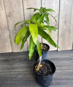 Grafted, Glenn Mango Tree, grafted in 1/2 Gallon Pot - Image 2