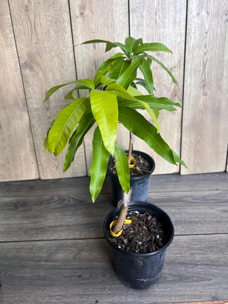 Grafted, Glenn Mango Tree, grafted in 1/2 Gallon Pot - Image 2