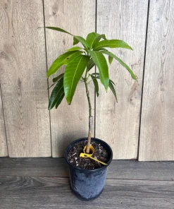 Grafted, Glenn Mango Tree, grafted in 1/2 Gallon Pot - Image 3