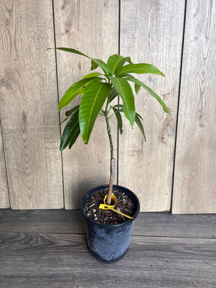 Grafted, Glenn Mango Tree, grafted in 1/2 Gallon Pot - Image 3