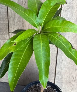 Grafted, Glenn Mango Tree, grafted in 1/2 Gallon Pot - Image 4