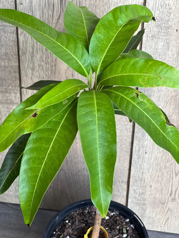 Grafted, Glenn Mango Tree, grafted in 1/2 Gallon Pot - Image 4