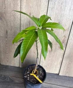 Grafted, Glenn Mango Tree, grafted in 1/2 Gallon Pot - Image 5