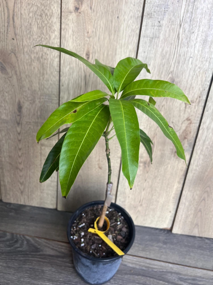 Grafted, Glenn Mango Tree, grafted in 1/2 Gallon Pot - Image 5