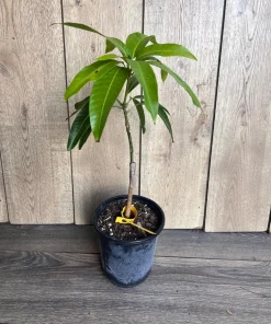 Grafted, Glenn Mango Tree, grafted in 1/2 Gallon Pot - Image 6