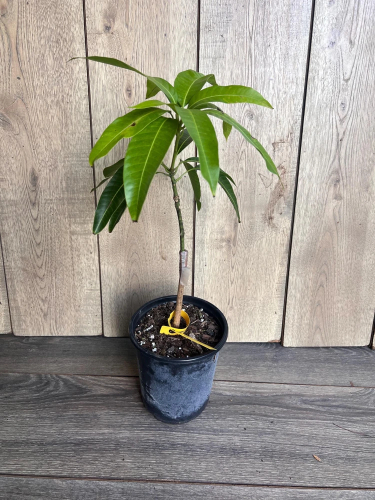 Grafted, Glenn Mango Tree, grafted in 1/2 Gallon Pot - Image 6
