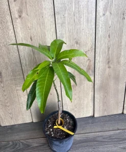 Grafted, Glenn Mango Tree, grafted in 1/2 Gallon Pot - Image 7
