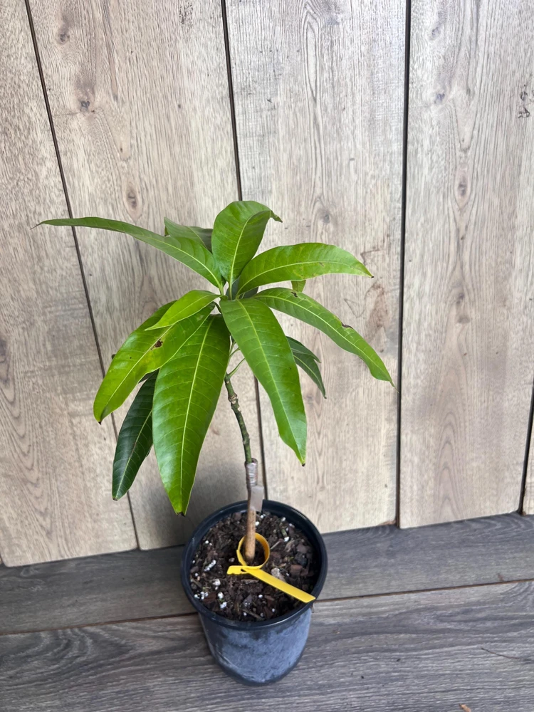 Grafted, Glenn Mango Tree, grafted in 1/2 Gallon Pot - Image 7