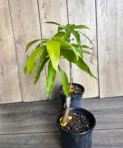 Grafted, Glenn Mango Tree, grafted in 1/2 Gallon Pot - Image 8
