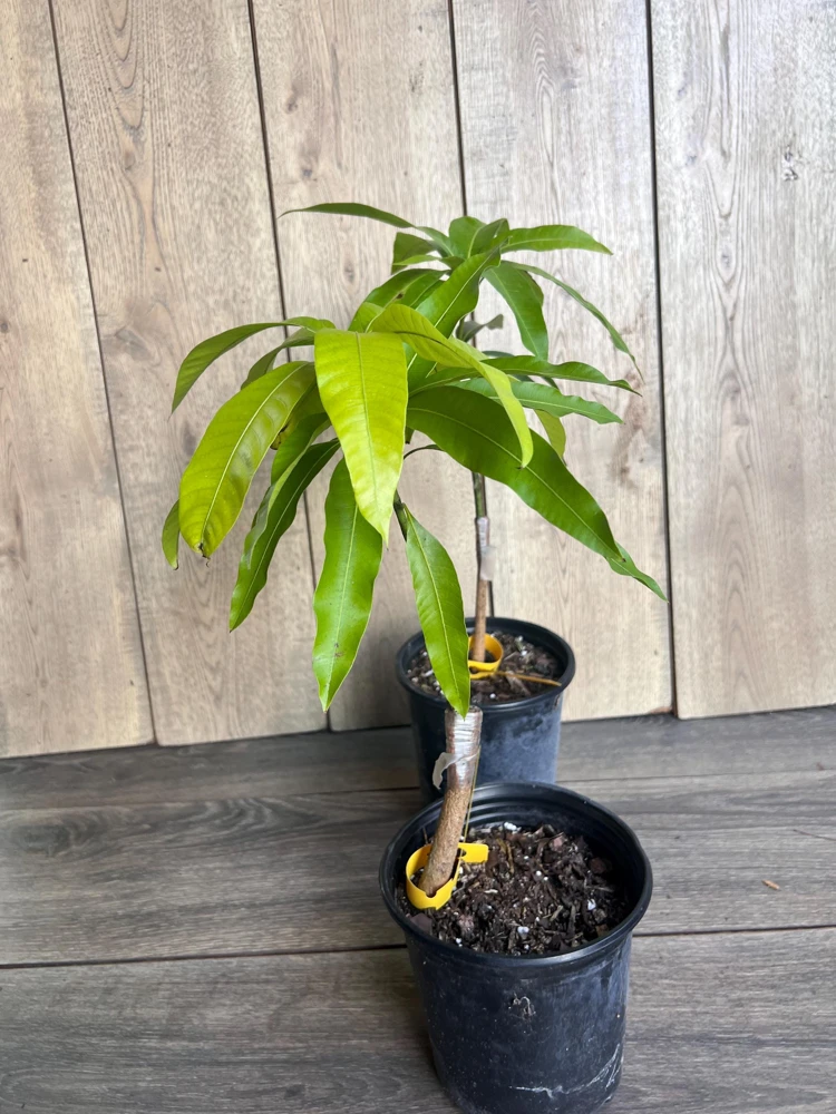 Grafted, Glenn Mango Tree, grafted in 1/2 Gallon Pot - Image 8