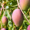 Grafted, Glenn Mango Tree, grafted in 1/2 Gallon Pot - Image 1