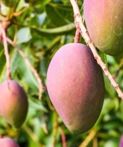 Grafted, Glenn Mango Tree, grafted in 1/2 Gallon Pot - Image 1