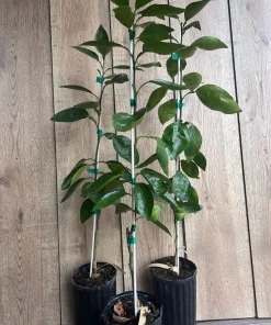 Grafted, Hirado Pummelo Tree in half Gallon, jeruk bali. Florida shipping ONLY - Image 2