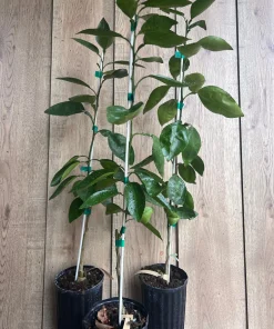 Grafted, Hirado Pummelo Tree in half Gallon, jeruk bali. Florida shipping ONLY - Image 3