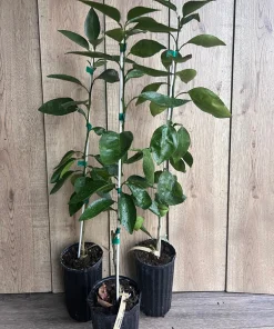 Grafted, Hirado Pummelo Tree in half Gallon, jeruk bali. Florida shipping ONLY - Image 4