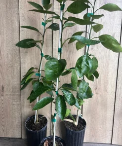 Grafted, Hirado Pummelo Tree in half Gallon, jeruk bali. Florida shipping ONLY - Image 5