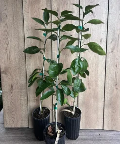 Grafted, Hirado Pummelo Tree in half Gallon, jeruk bali. Florida shipping ONLY - Image 6