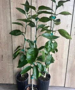 Grafted, Hirado Pummelo Tree in half Gallon, jeruk bali. Florida shipping ONLY - Image 7