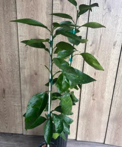 Grafted, Hirado Pummelo Tree in half Gallon, jeruk bali. Florida shipping ONLY - Image 8