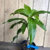 Grafted Manila Mango in 1/2 Gallon Pot - Image 3