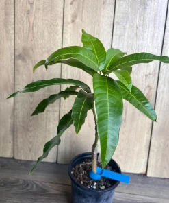 Grafted Manila Mango in 1/2 Gallon Pot - Image 3