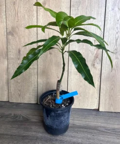 Grafted Manila Mango in 1/2 Gallon Pot - Image 4