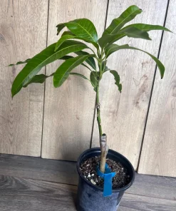 Grafted Manila Mango in 1/2 Gallon Pot - Image 5