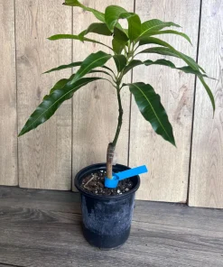 Grafted Manila Mango in 1/2 Gallon Pot - Image 6