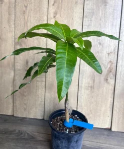 Grafted Manila Mango in 1/2 Gallon Pot - Image 7