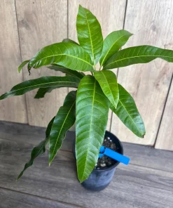 Grafted Manila Mango in 1/2 Gallon Pot - Image 8