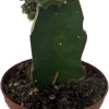 Grafted Moon Cactus Live Plant - Vibrant Succulent - 2.5" Pot - Image 1
