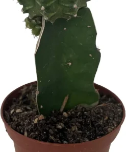 Grafted Moon Cactus Live Plant - Vibrant Succulent - 2.5" Pot - Image 1