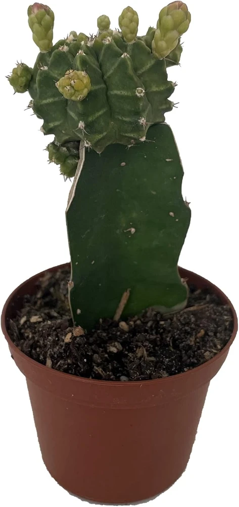 Grafted Moon Cactus Live Plant - Vibrant Succulent - 2.5" Pot - Image 1