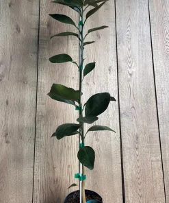 Grafted Nules clementine in half gallon, Mandarin, Tangerine , Clementina de Nules - Image 2