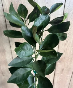 Grafted Nules clementine in half gallon, Mandarin, Tangerine , Clementina de Nules - Image 3