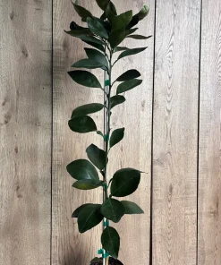 Grafted Nules clementine in half gallon, Mandarin, Tangerine , Clementina de Nules - Image 4