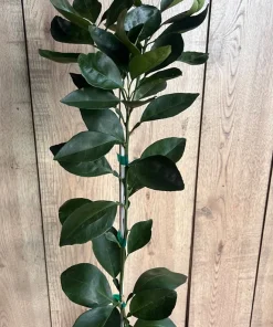 Grafted Nules clementine in half gallon, Mandarin, Tangerine , Clementina de Nules - Image 5