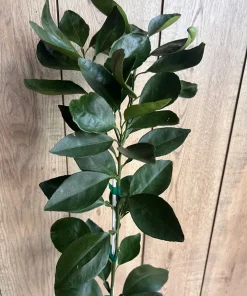 Grafted Nules clementine in half gallon, Mandarin, Tangerine , Clementina de Nules - Image 6