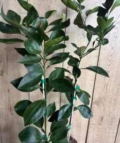 Grafted Nules clementine in half gallon, Mandarin, Tangerine , Clementina de Nules - Image 7