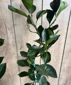 Grafted Nules clementine in half gallon, Mandarin, Tangerine , Clementina de Nules - Image 8