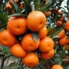 Grafted Nules clementine in half gallon, Mandarin, Tangerine , Clementina de Nules - Image 1