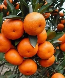 Grafted Nules clementine in half gallon, Mandarin, Tangerine , Clementina de Nules - Image 1