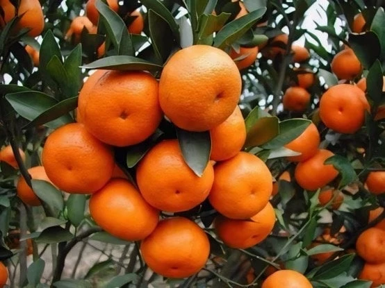 Grafted Nules clementine in half gallon, Mandarin, Tangerine , Clementina de Nules - Image 1