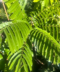 Grafted Petai Tree Plant | Parkia Speciosa Live Tree | Exotic Tropical Fruit Tree | Southeast Asian Stink Bean Plant - Image 2