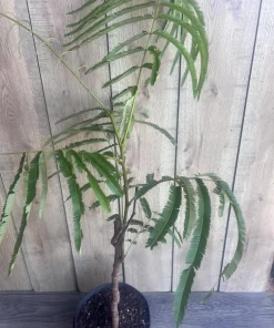 Grafted Petai Tree Plant | Parkia Speciosa Live Tree | Exotic Tropical Fruit Tree | Southeast Asian Stink Bean Plant - Image 3