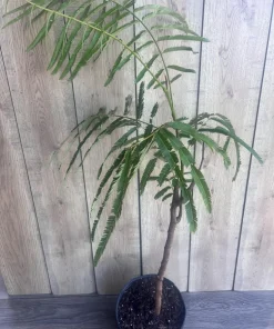 Grafted Petai Tree Plant | Parkia Speciosa Live Tree | Exotic Tropical Fruit Tree | Southeast Asian Stink Bean Plant - Image 4