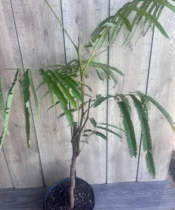 Grafted Petai Tree Plant | Parkia Speciosa Live Tree | Exotic Tropical Fruit Tree | Southeast Asian Stink Bean Plant - Image 5