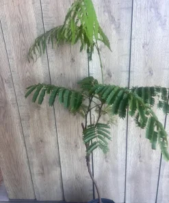Grafted Petai Tree Plant | Parkia Speciosa Live Tree | Exotic Tropical Fruit Tree | Southeast Asian Stink Bean Plant - Image 6